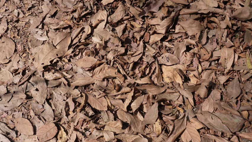 Dry Autumn Leaves Covering Forest Ground