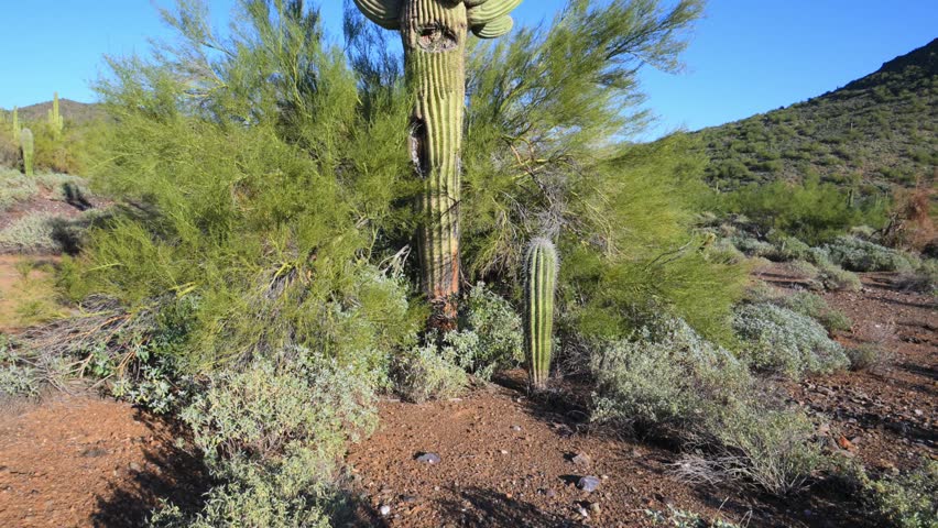 Saguaro cactus (Carnegiea gigantea), which is native to the Sonoran Desert in Arizona, California, and Mexico. Cave Creek Regional Park in Arizona 