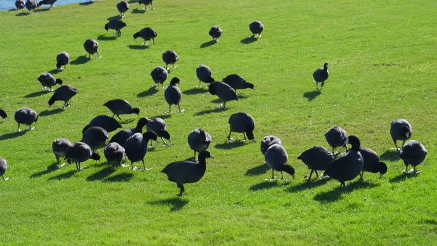 Fountain Park, American Coots (Fulica americana), also known as "mud hens". While they resemble ducks, they are actually members of the rail family (Rallidae), making them more closely related to cranes than to true ducks.  Fountain Hills, Arizona