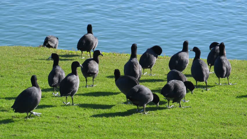Fountain Park, American Coots (Fulica americana), also known as "mud hens". While they resemble ducks, they are actually members of the rail family (Rallidae), making them more closely related to cranes than to true ducks.  Fountain Hills, Arizona