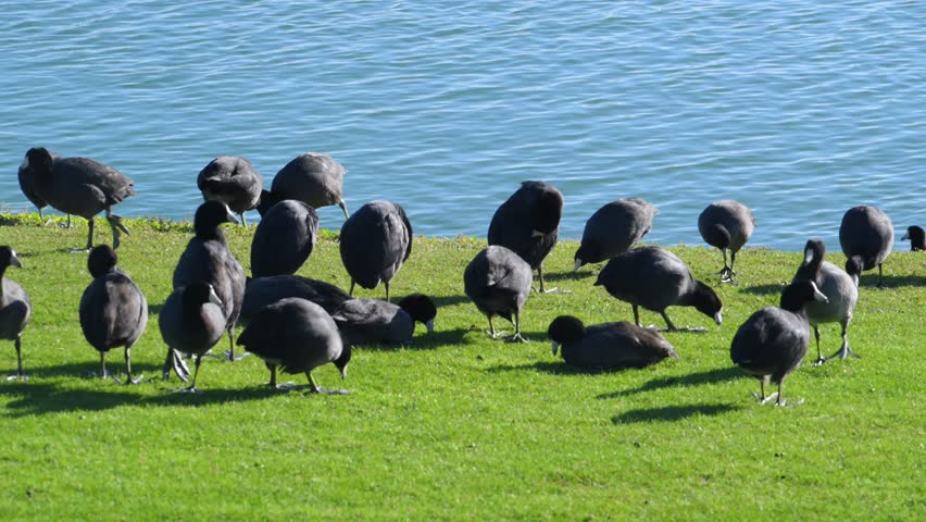 Fountain Park, American Coots (Fulica americana), also known as "mud hens". While they resemble ducks, they are actually members of the rail family (Rallidae), making them more closely related to cranes than to true ducks.  Fountain Hills, Arizona