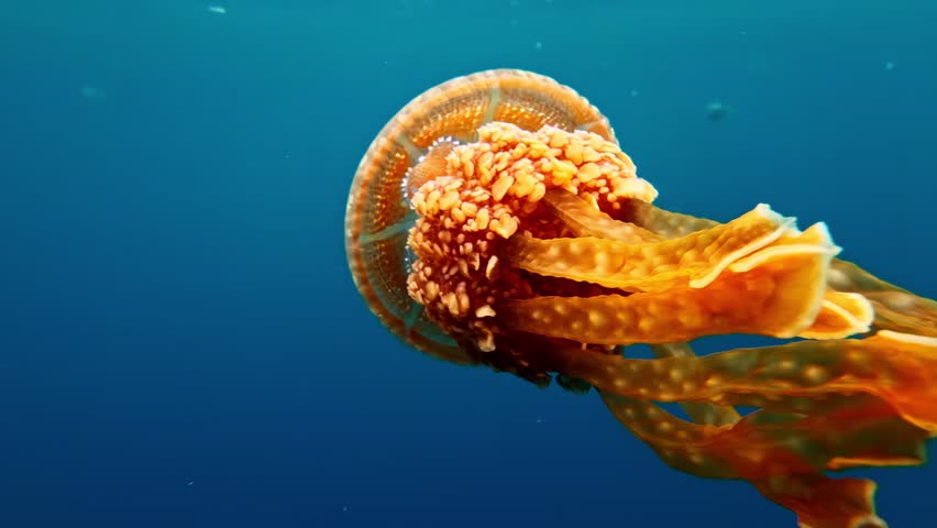 Close underwater shot of a jellyfish swimming in clear blue tropical sea