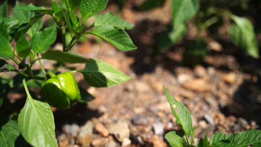 Fresh capsicum crops growing in fertile farmland with vibrant green plants and natural daylight. Agricultural farming scene showcasing bell pepper cultivation, organic vegetable production, sustainable farming methods, and rural countryside agriculture.