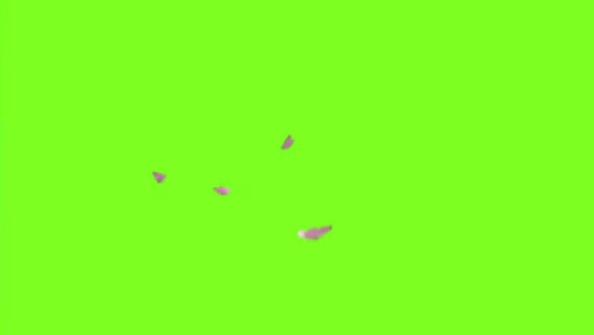 Purple butterflies flying together isolated on a green screen background