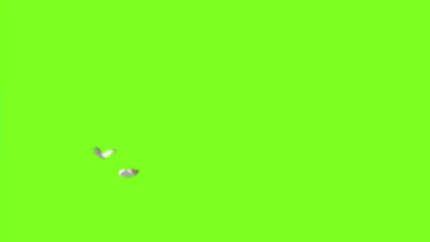 two butterflies on a green background