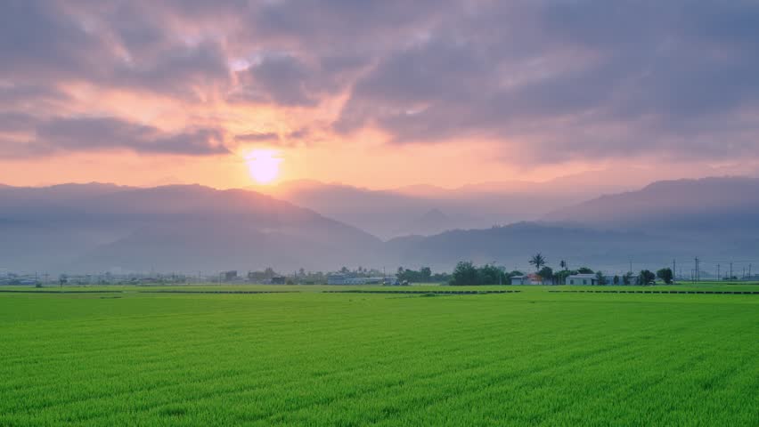 A beautiful morning sunrise over lush green rice fields in Yuli, Hualien, Taiwan, with misty mountains in the background under a soft sky.
