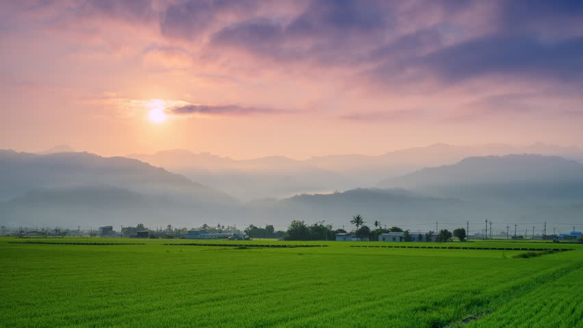 A serene morning view of lush green rice paddies in Yuli, Hualien, Taiwan, with the rising sun casting a soft glow over the misty mountain range.