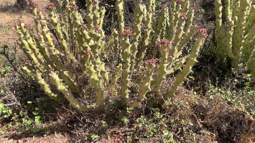 Spiky Cactus Plant with Small Pink Flowers in Desert Garden