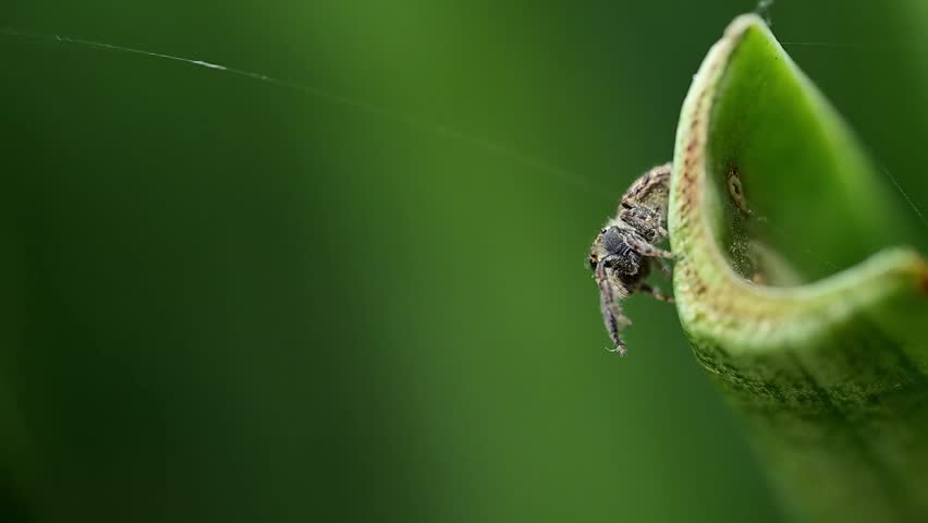 Jumping spider captured mid action preparing to leap from leaf