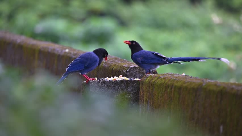 Two Taiwan Blue Magpies perched on a mossy stone wall in Wulai, Taiwan, eating food during the spring season.