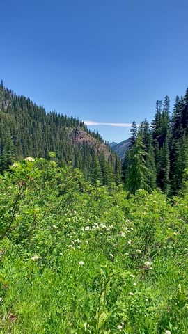 Panoramic Alpine Meadow with Wildflowers and Mount Rainier (Mount Rainier National Park, Washington, USA)