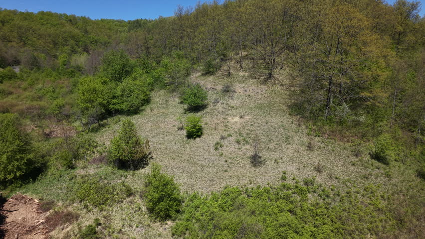 A high-angle view showcasing a rolling green hill covered with sparse young trees and lush spring forest foliage.