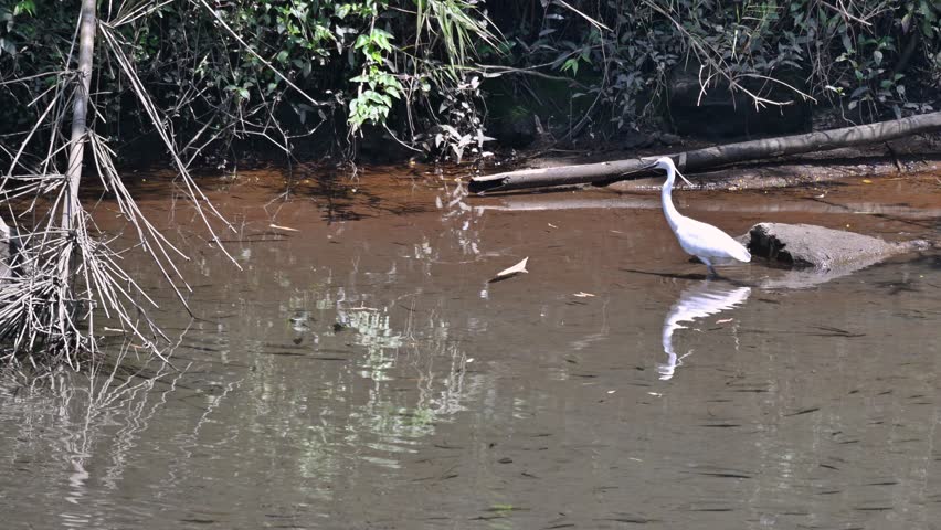 A white little egret stands in the shallow water of a creek in Wulai, Taiwan, searching for food among the rocks and forest vegetation.