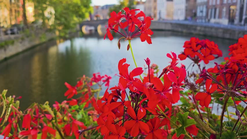 Bruges, Belgium waterfront reveal shot moving from the canal surface to colorful flowers, framing a charming bridge, old town buildings, and golden hour reflections.