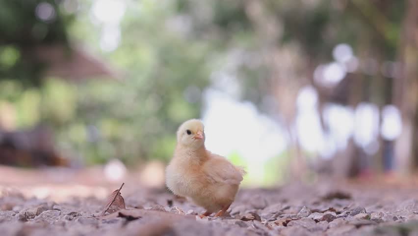 A chicken baby in the garden