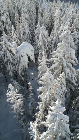 Snow covered winter forest landscape, aerial over canopy Swiss nature