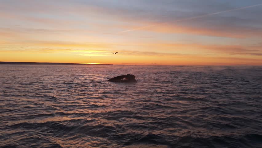Southern right whale (Eubalaena australis) performs fluke dive near Puerto Madryn, Chubut Province, Patagonia, Argentina during sunrise in Atlantic coastal breeding waters, pullback shot