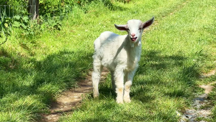 Small white kid, baby goat, standing on path in lush green field on sunny day