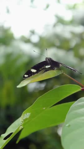 Closeup butterfly on the leaves