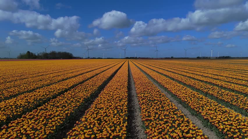 Aerial View of Yellow and Orange Flower Fields