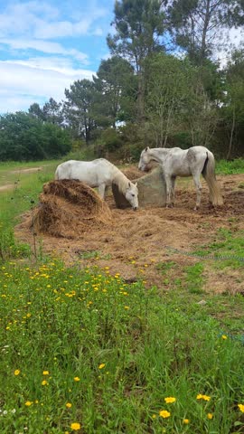 Countryside landscape with grazing horses, horse farm