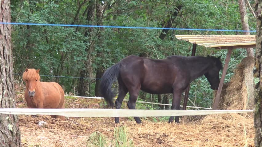 Countryside landscape with grazing horses, horse farm