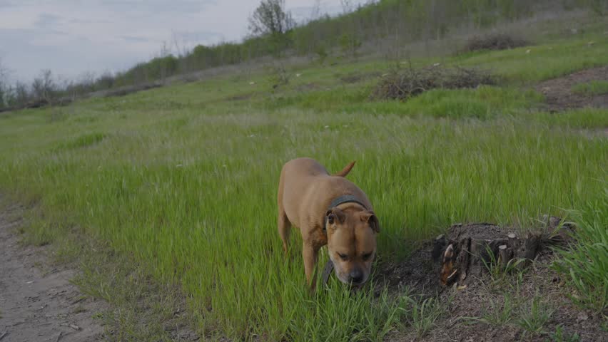Brown Dog Standing in Green Grass Near Rural Dirt Path