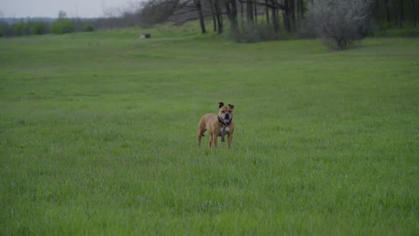 Brown Dog Running Across Green Field Carrying Stick in Mouth