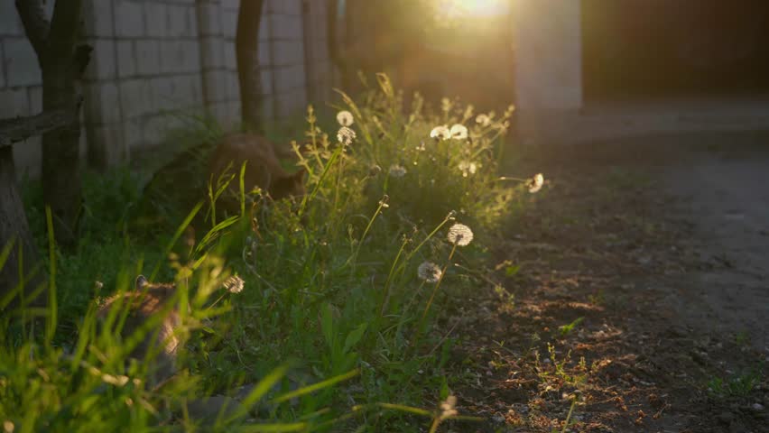 Cute Cat and Dog Together Outdoors During Golden Hour