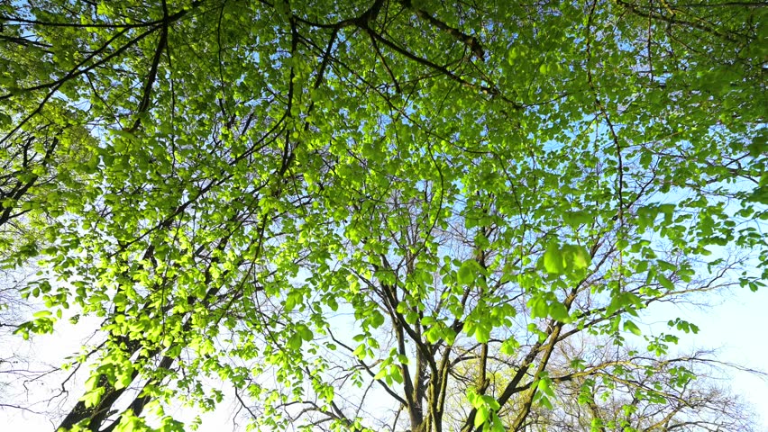 Spring park, fresh green leaves, trees, leafless oak (Quercus)
