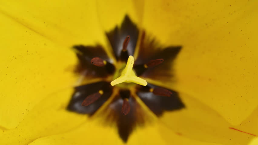 Yellow tulip close-up. Dark center with yellow stamen