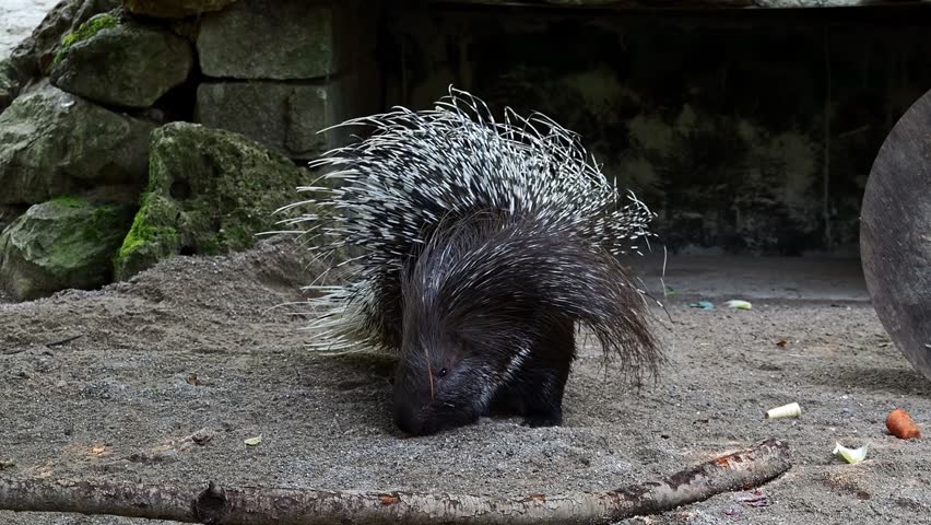 The Indian crested Porcupine, Hystrix indica or Indian porcupine is a large species of hystricomorph rodent belonging to the Old World porcupine family Hystricidae