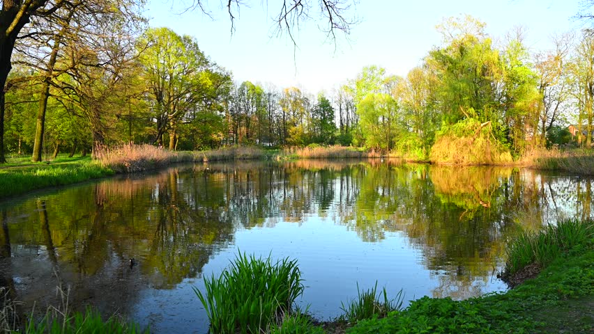 Spring park, reflections of tall trees in the pond water,