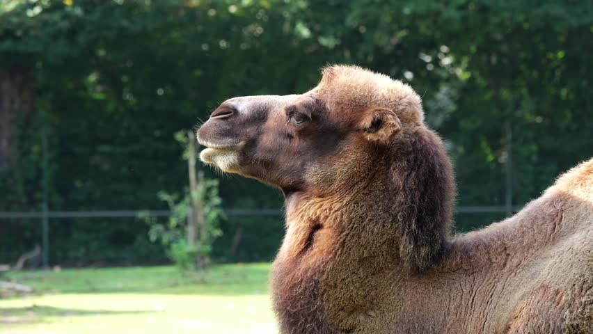 The Bactrian camel, Camelus bactrianus is a large, even-toed ungulate native to the steppes of Central Asia. The Bactrian camel has two humps on its back
