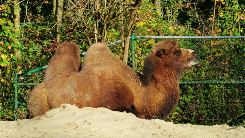 The Bactrian camel, Camelus bactrianus is a large, even-toed ungulate native to the steppes of Central Asia. The Bactrian camel has two humps on its back