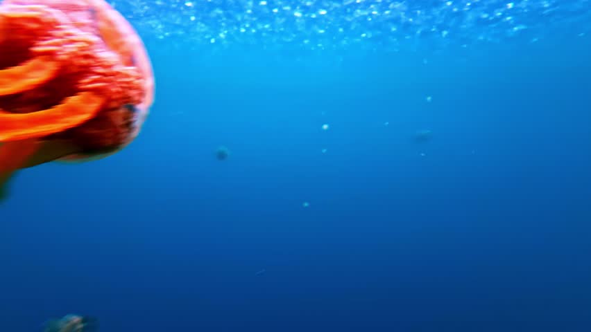 Beautiful pink and white spotted jellyfish pulsating and floating in blue ocean water
