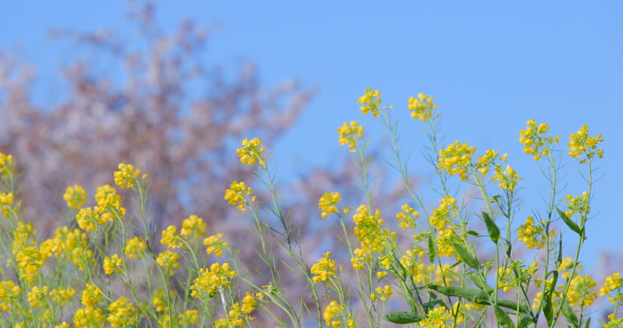 A beautiful scene of cherry blossoms in full bloom and rapeseed flowers, heralding the arrival of spring.