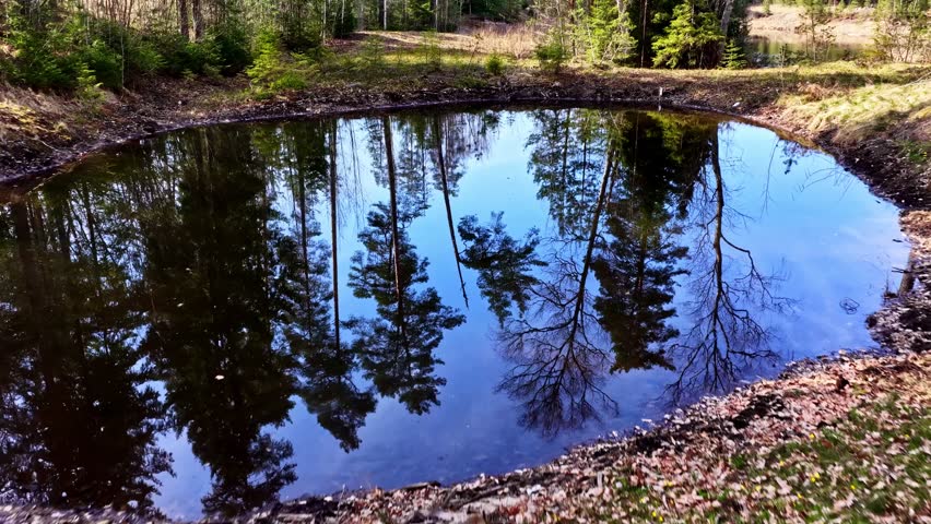 Trees Reflected Over A Transparent Pond In A Forest. Aerial Shot