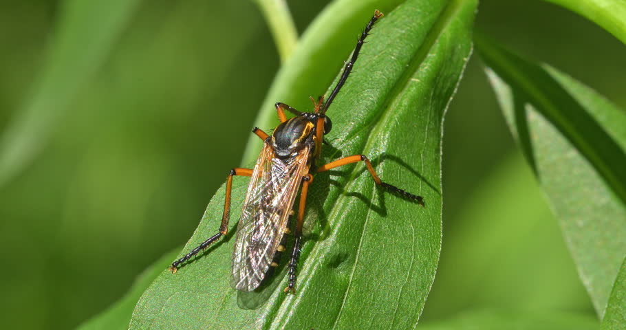 Macro - Beetle in a field