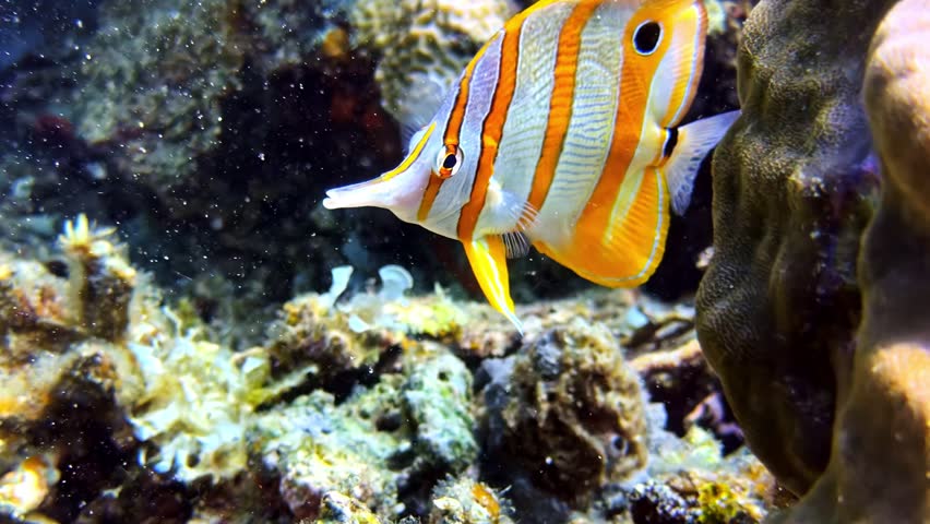 Colorful copperband butterflyfish swimming above coral reef underwater