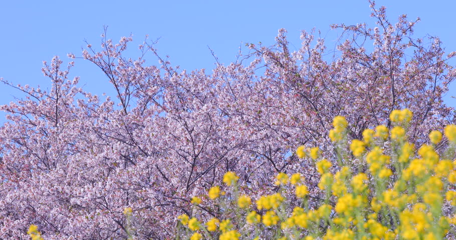A beautiful scene of cherry blossoms in full bloom and rapeseed flowers, heralding the arrival of spring.