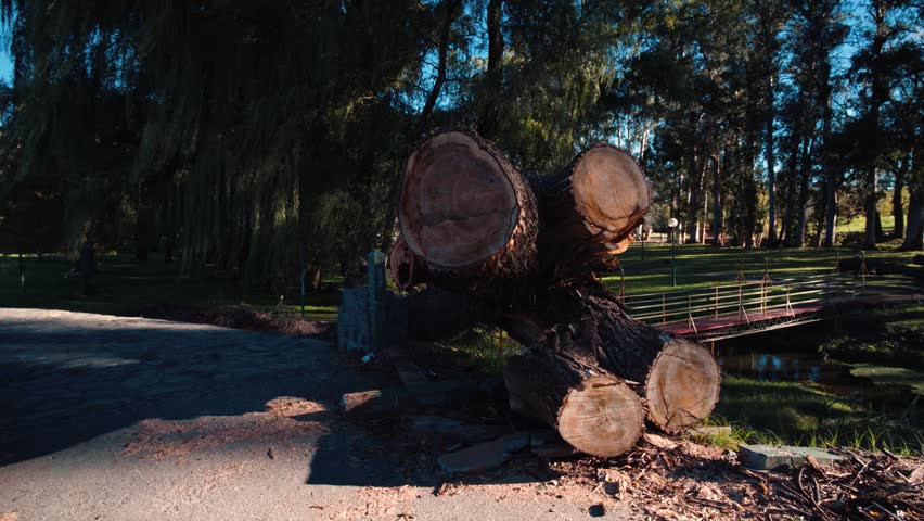 4K video of a fallen tree in a park after a severe storm. Natural disaster, climate change, and environmental damage concept.