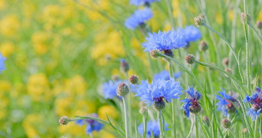 A spring field where rapeseed flowers and cornflowers are in bloom.