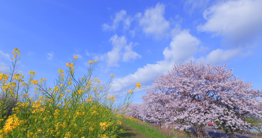 A spring landscape of cherry blossoms and rapeseed flowers spread out under a blue sky.