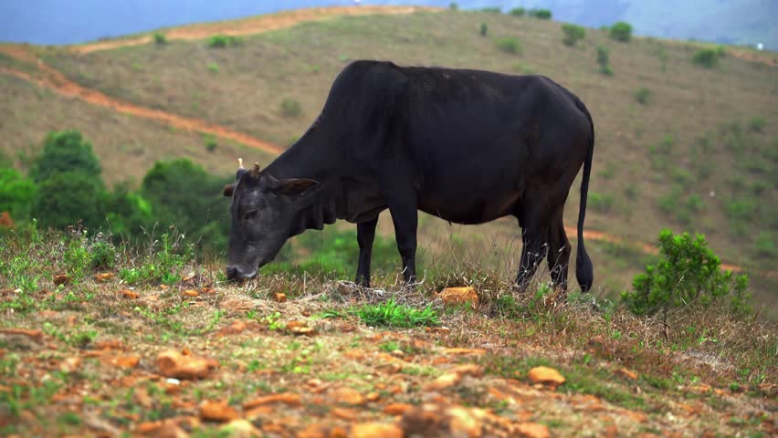 cow eating grass on a hill