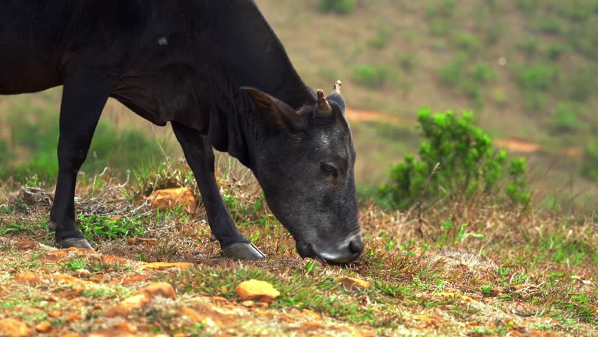 cow eating grass on a hill