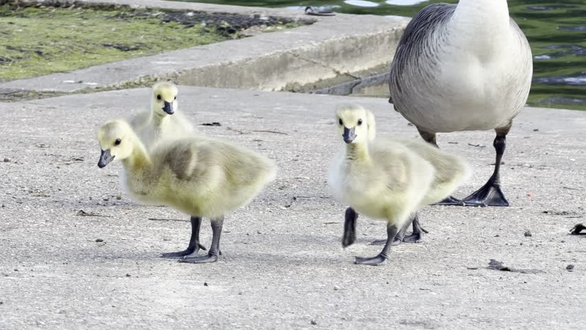 Baby goose chicks walking on concrete 4K