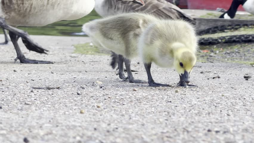 Canada goose chicks pecking gravel close up