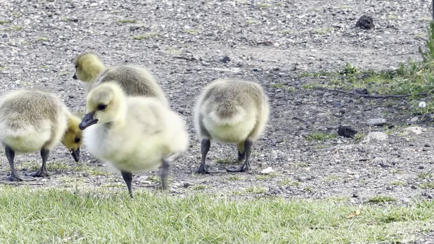 Group of fluffy goslings foraging grass 4K