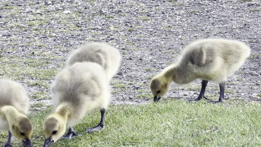 Fluffy goslings feeding on fresh grass 4K